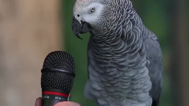 The Best Talking Parrot