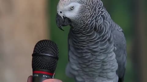 The Best Talking Parrot