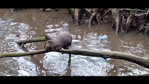 Otter Chilling and fishing