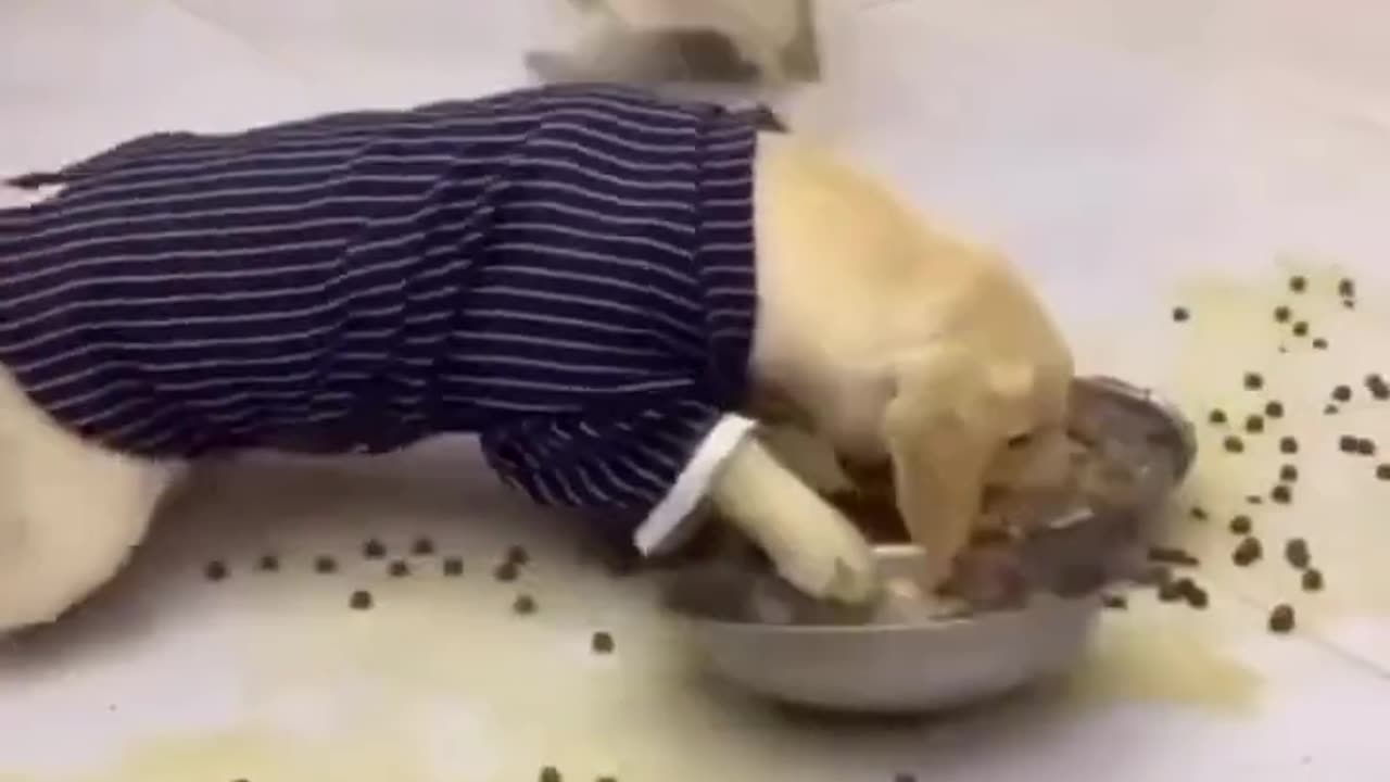 Funny Animal Videos 2024 _ Funniest Cats And Dogs Video
