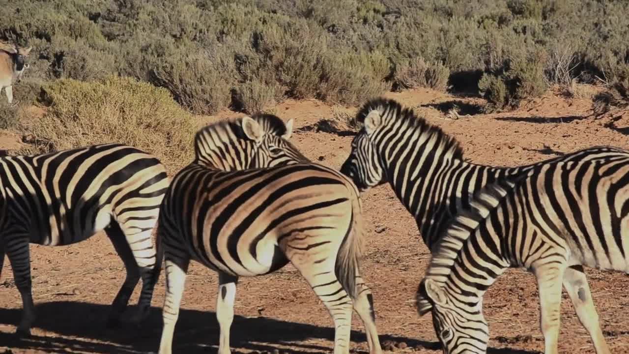 Zebras in an open field