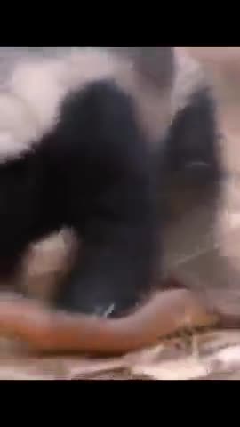 Honey Badger vs. Mole Snake (fight to death) #shorts