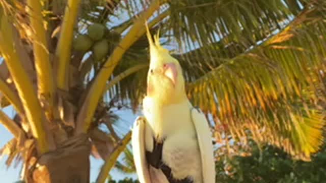 Sunrise at Lanikai beach with parrot