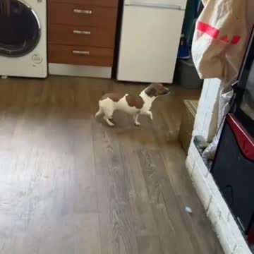 a dog caught pooping