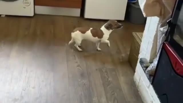 a dog caught pooping