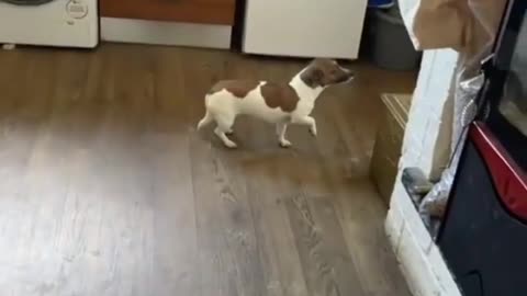 a dog caught pooping