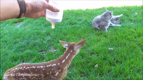 Baby Deer (Fawn) Jumping & Hopping