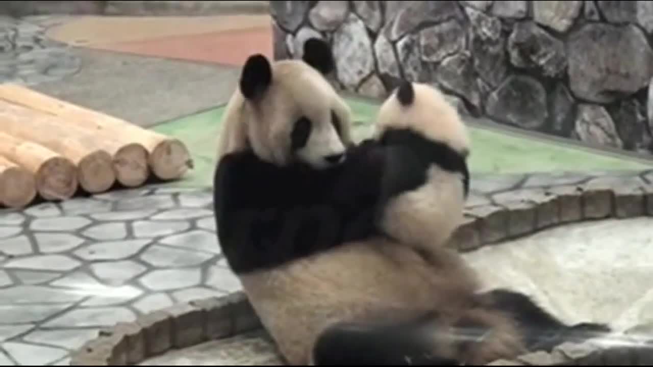 Panda funny videos | amazing funny videos of 🐼