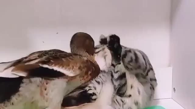 Funny Cat with duck