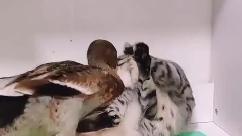 Funny Cat with duck