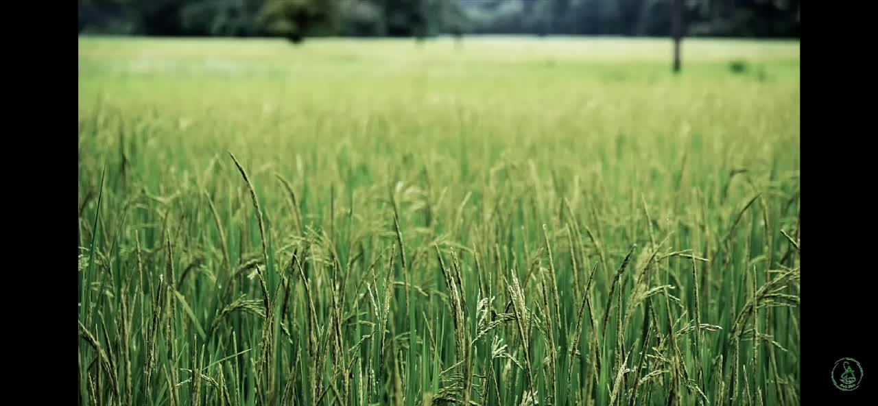 Beautifull nature #1 the sound of running water and birds chirping