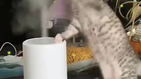 Like lying kittens.