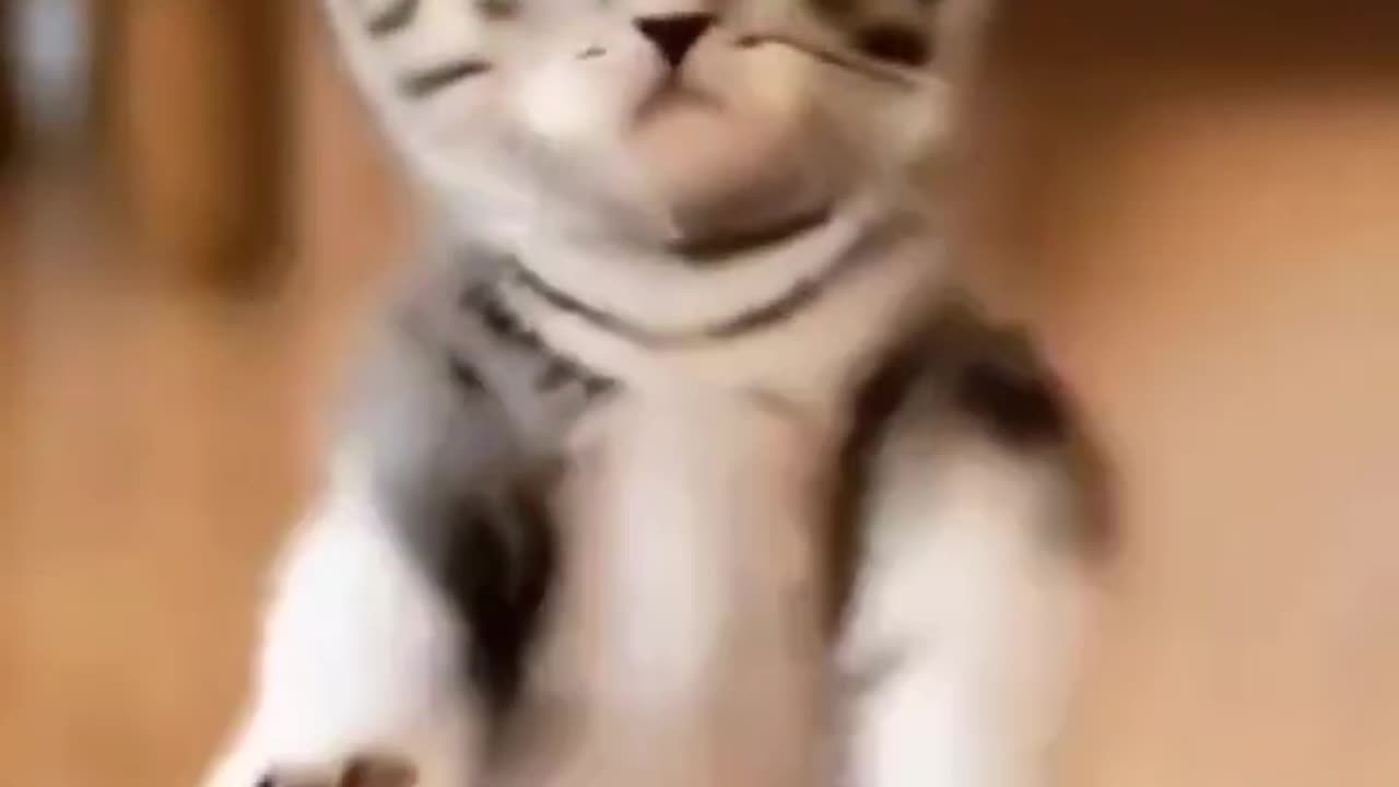 Funny Cute Cat Dancing Compilation, Funniest Cats & Animals That Will Make You Laugh!