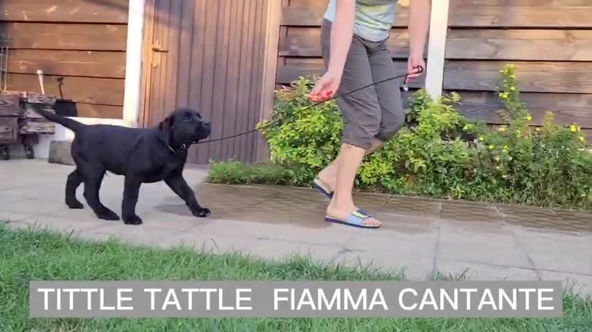 Golden Retriever Drags Cat Out Of A Fight