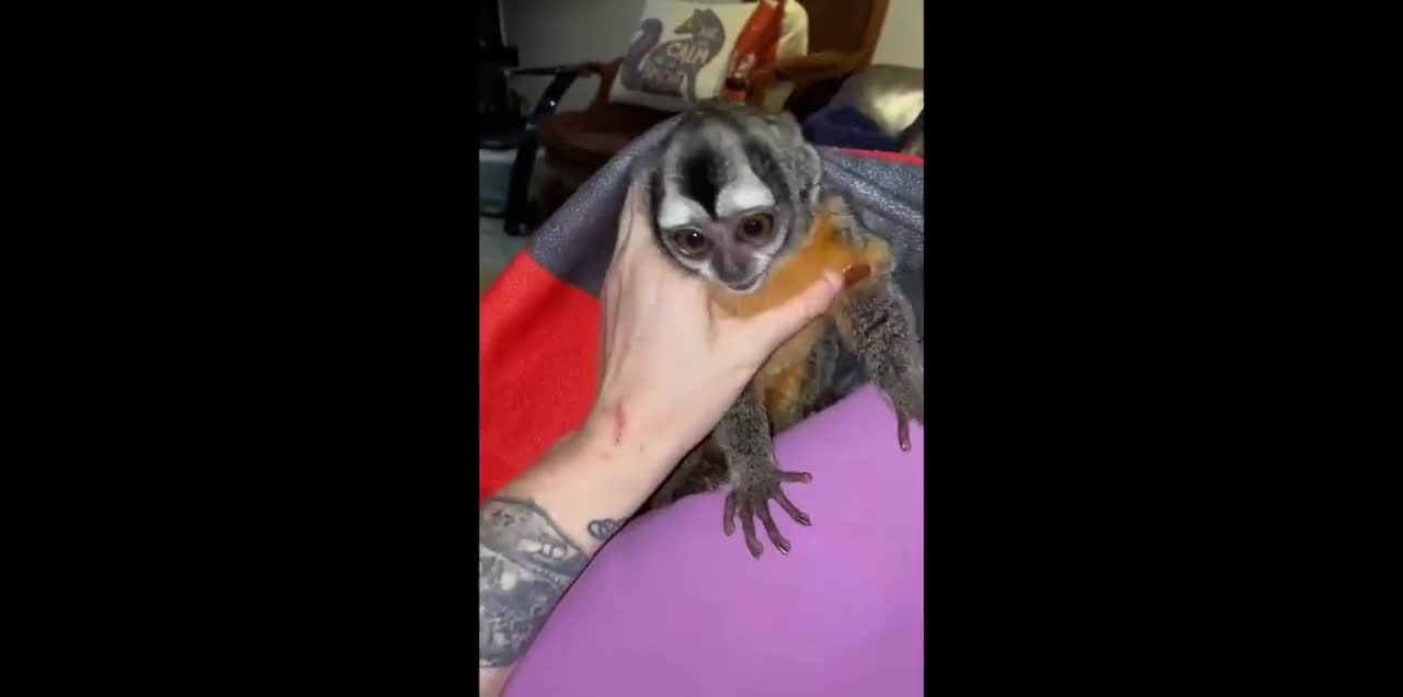 Ollie the owl monkey gets jealous when Florida woman pets rescued genet sleeping on her lap