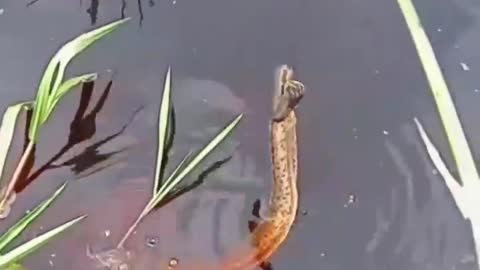 This is a beautiful and charming water-dwelling species