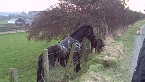 Horse Eats Dog😨