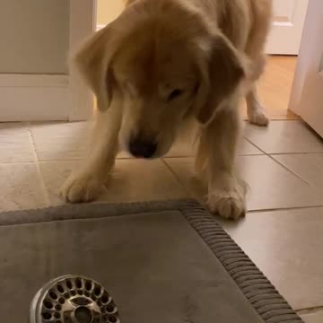 Golden retriever vs water snake