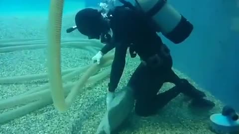 This fish loves to cuddle.. 😊