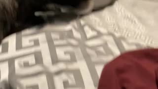 Max doesn’t like Liberals