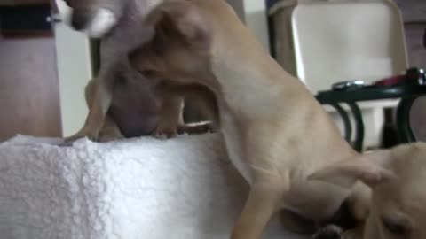3 Chihuahua Puppies and 2 Bones