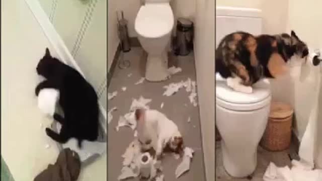 funny video for cat loves