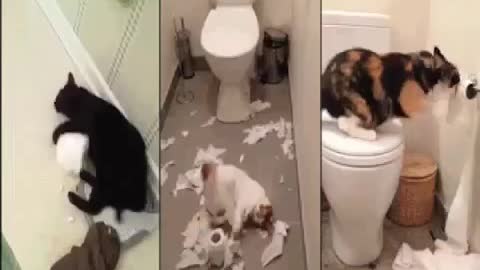 funny video for cat loves