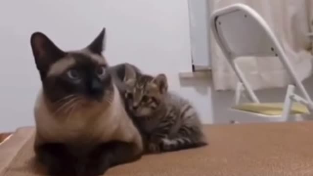 Funny cat compilation (9)