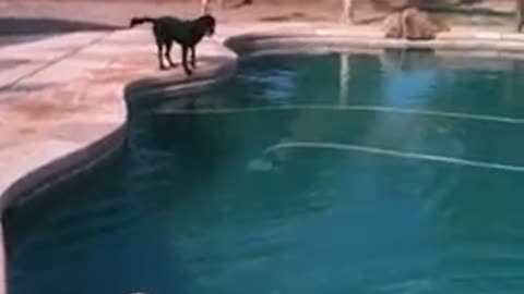 This amazing dog can dive more than a human!