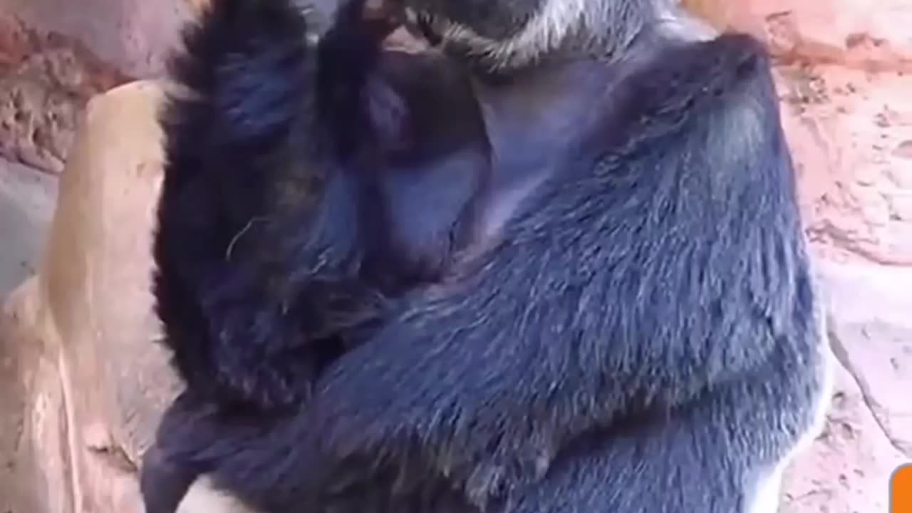 The Great Ape Thinker: Gorilla's Deep Thoughts Caught on Camera!