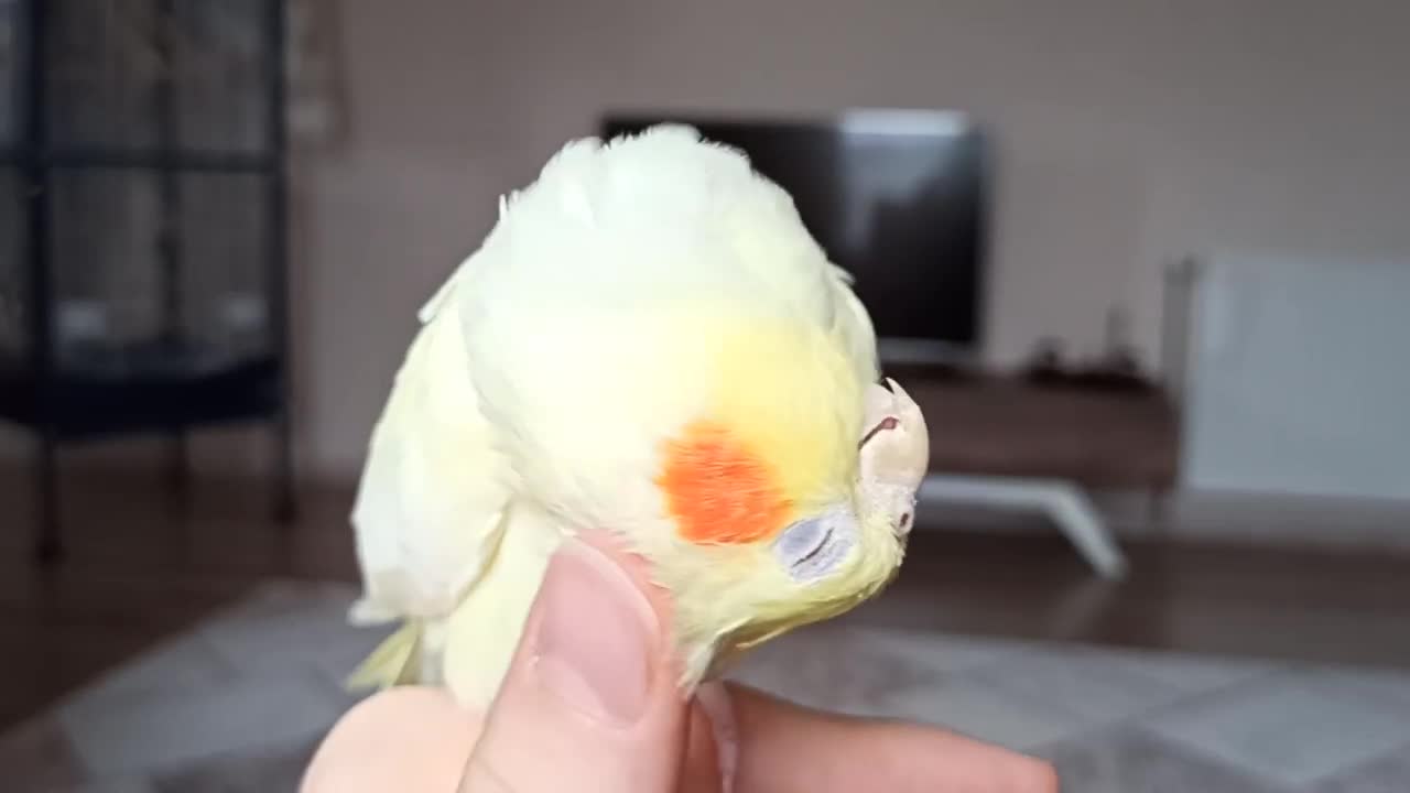 How to make your cockatiel happy