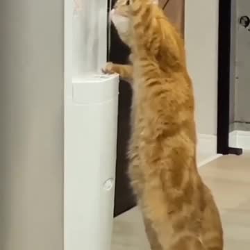 Funny cat videos support me subscribe