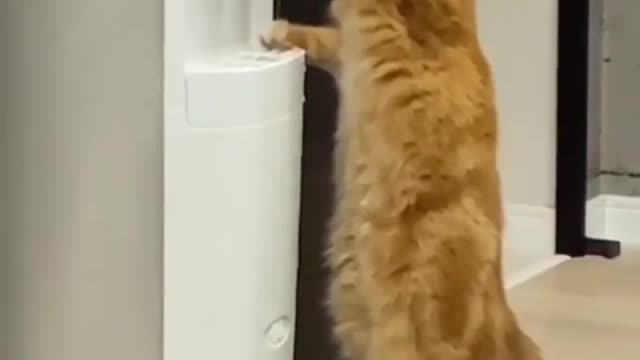 Funny cat videos support me subscribe