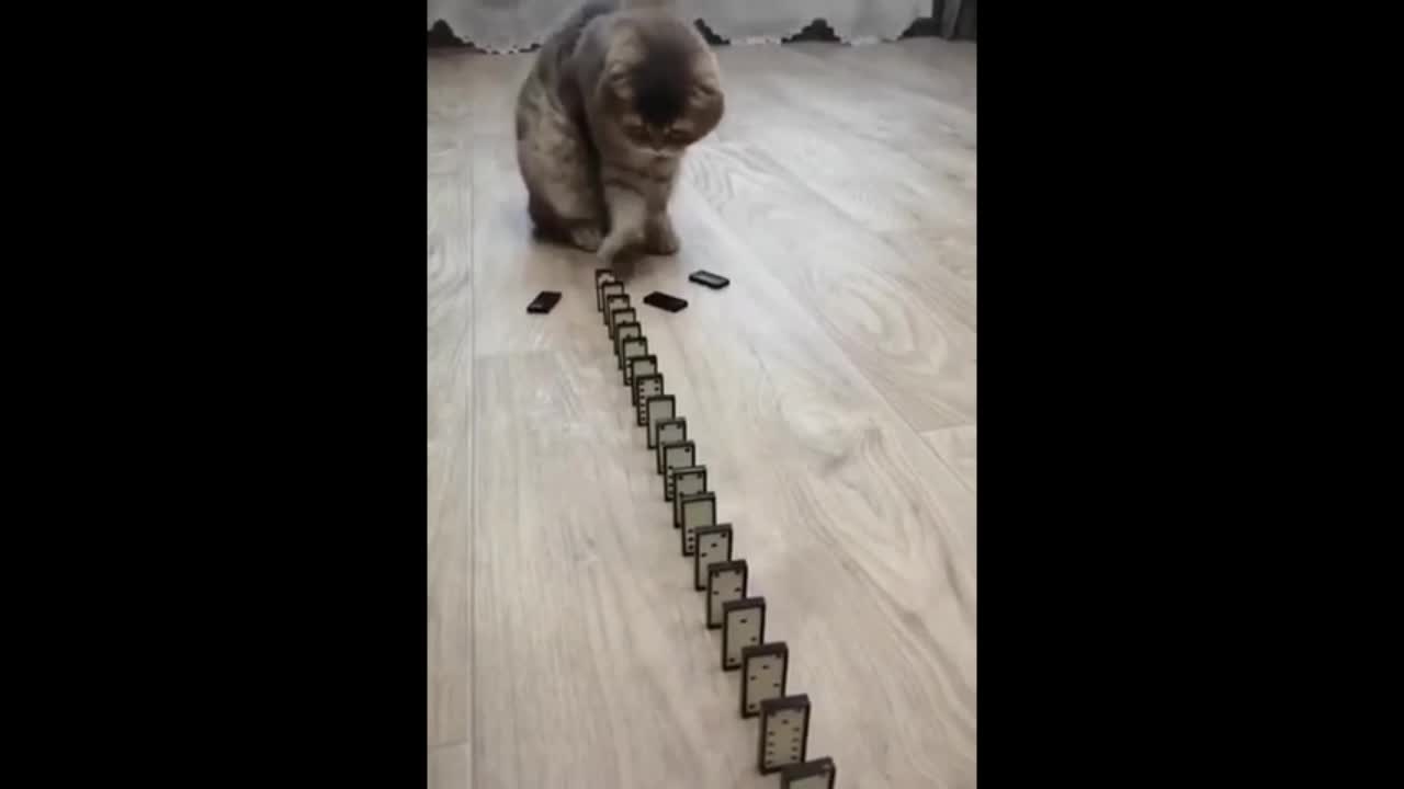 Funny Cat Enjoying