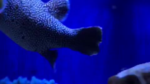 Scroll to the Oceanarium