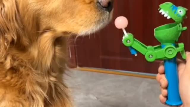 Ha ha ha flirt dogs eat lollipop