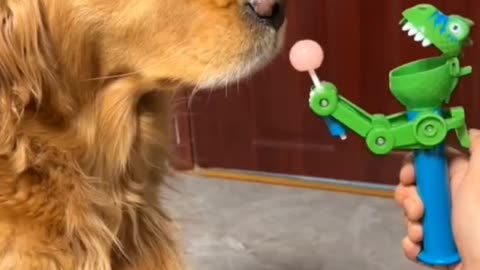 Ha ha ha flirt dogs eat lollipop