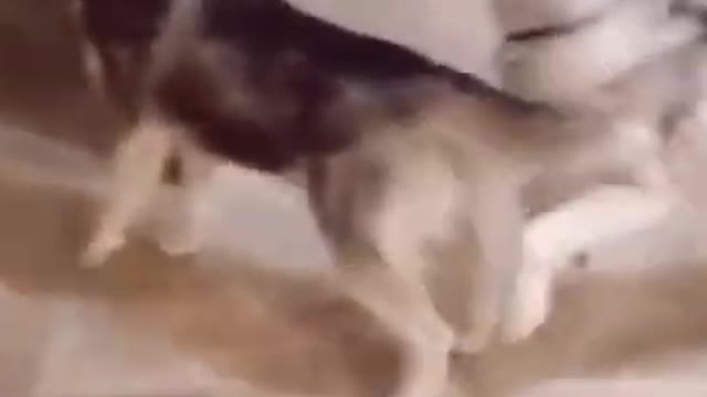 Funny Dog Reaction to Dog Mask! Must Watch!