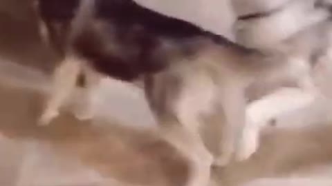 Funny Dog Reaction to Dog Mask! Must Watch!