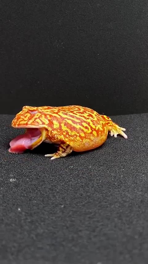 GIANT MUDCRAB barehanded catch for ISLAND SURVIVAL #shortanimal #shorts #video #viral