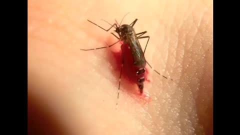 Mosquitoes Can't Resist Sucking of Blood