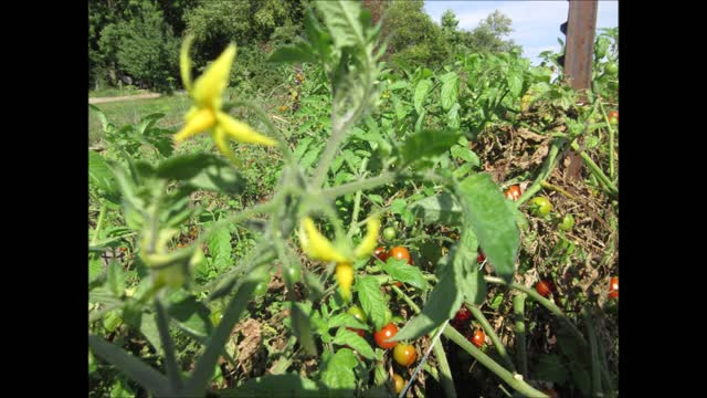 Flavor On The Vine Cherry Tomato Sept 2021