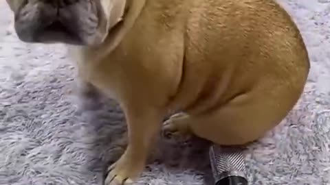 Funny dog video