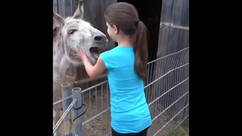 Animals That Do Not Forget Their Owner