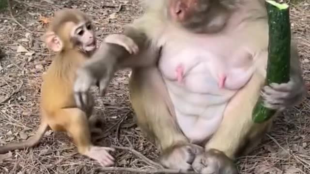 Funny Monkey