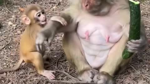 Funny Monkey