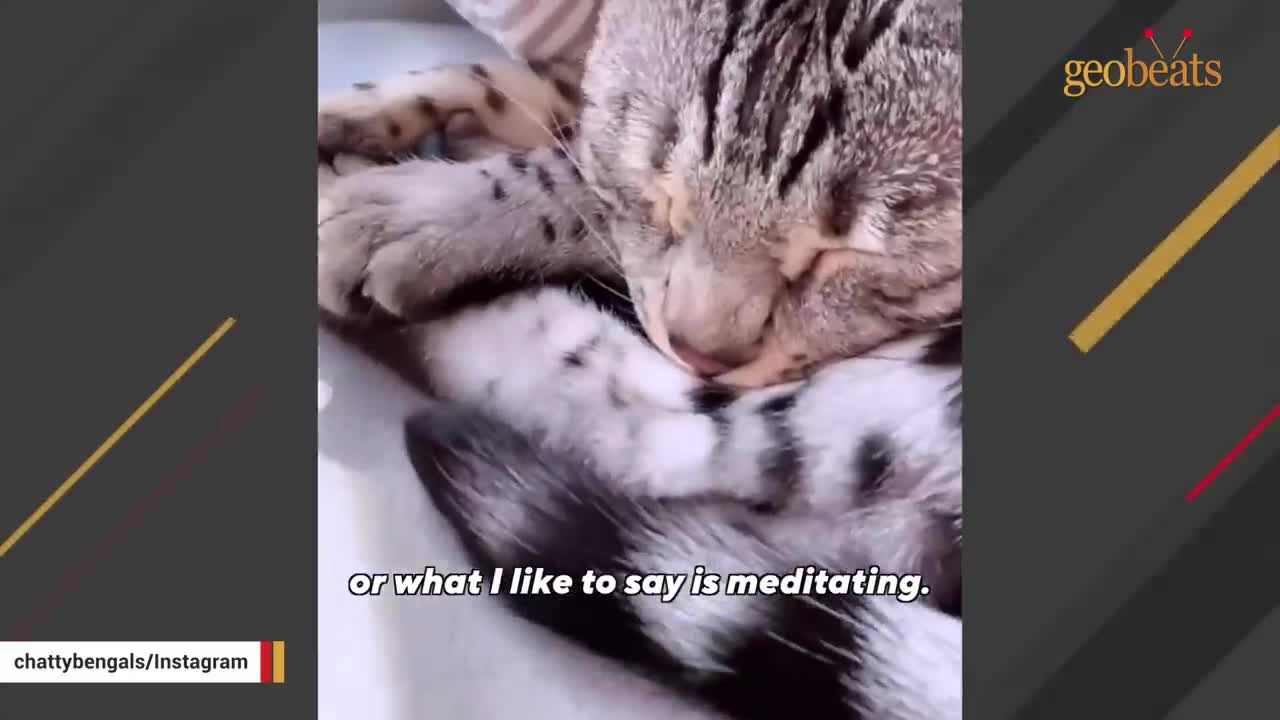 Cuteness Overload! Cat learns to Talk for lonely Mom