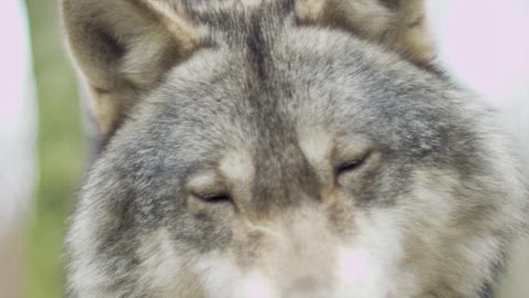 Wolf in forest