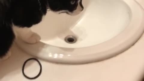 Bear drinking from the sink.