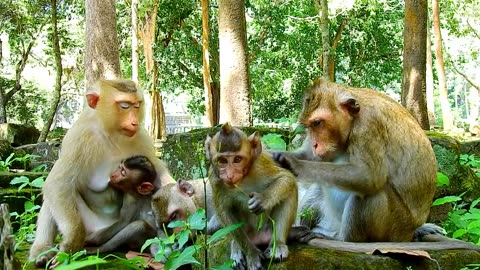Cute & Funny & Adorable Monkeys Plays #9